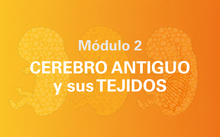 Módulo 02 — Cerebro Antiguo y sus tejidos
