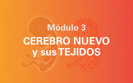 Módulo 03 — Cerebro Nuevo y sus tejidos