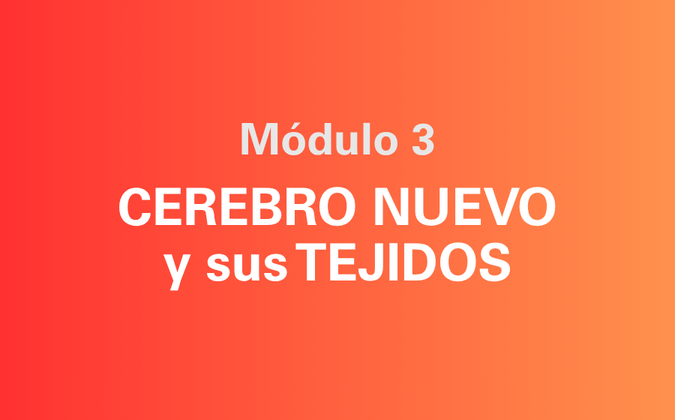 Módulo 03 — Cerebro Nuevo y sus tejidos